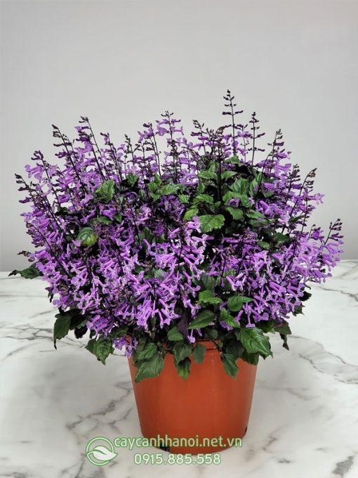 Chậu hoa lavender mona đẹp