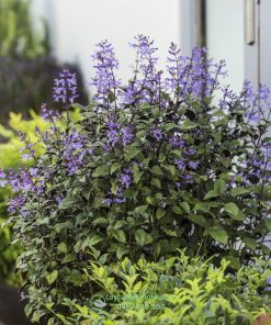 Hướng dẫn cách chăm sóc cây hoa mona lavender