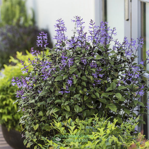 Hướng dẫn cách chăm sóc cây hoa mona lavender