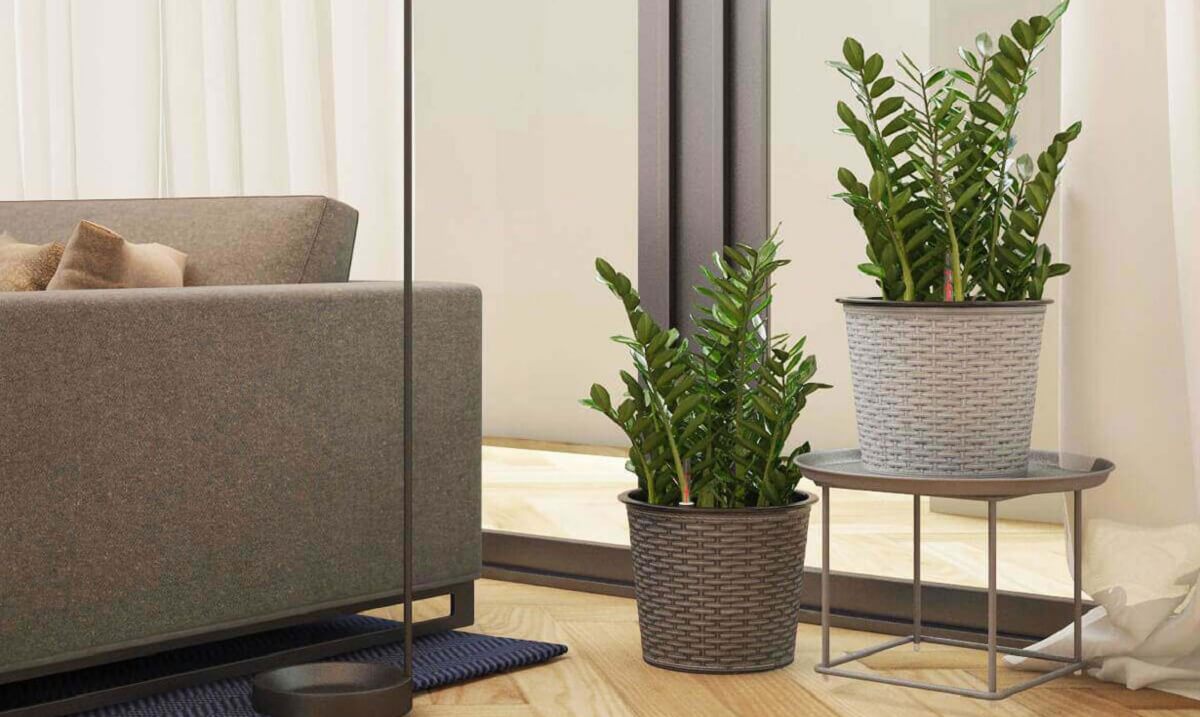 Nên đặt chậu trên đế gỗ để tăng tính Mộc, giúp cây xanh tốt, phong thủy hài hòa