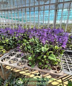 Mua cây giống hoa oải hương Nam Phi tại Hà Nội
