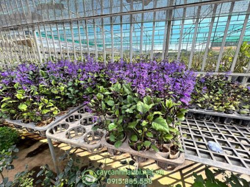 Mua cây giống hoa oải hương Nam Phi tại Hà Nội