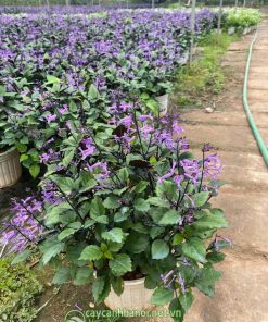 Nơi bán cây hoa Mona Lavender đẹp số lượng lớn tại Hà Nội