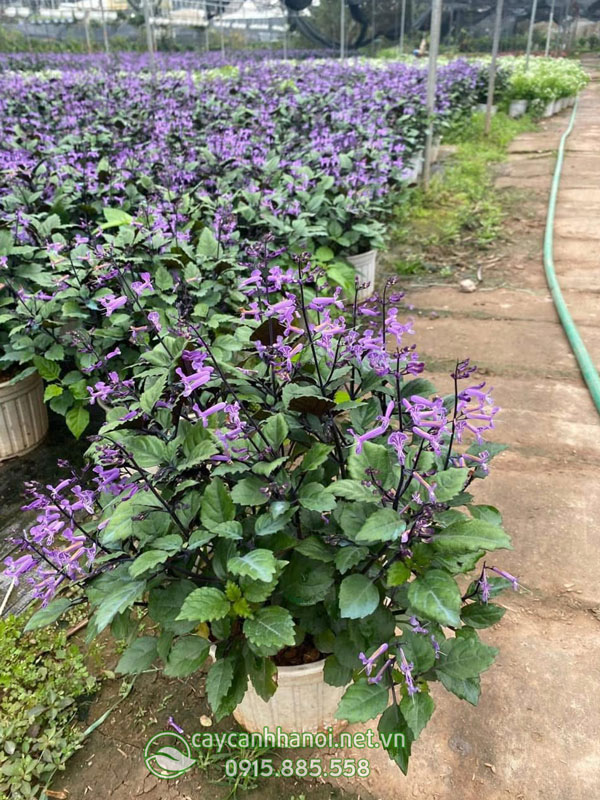 Nơi bán cây hoa Mona Lavender đẹp số lượng lớn tại Hà Nội
