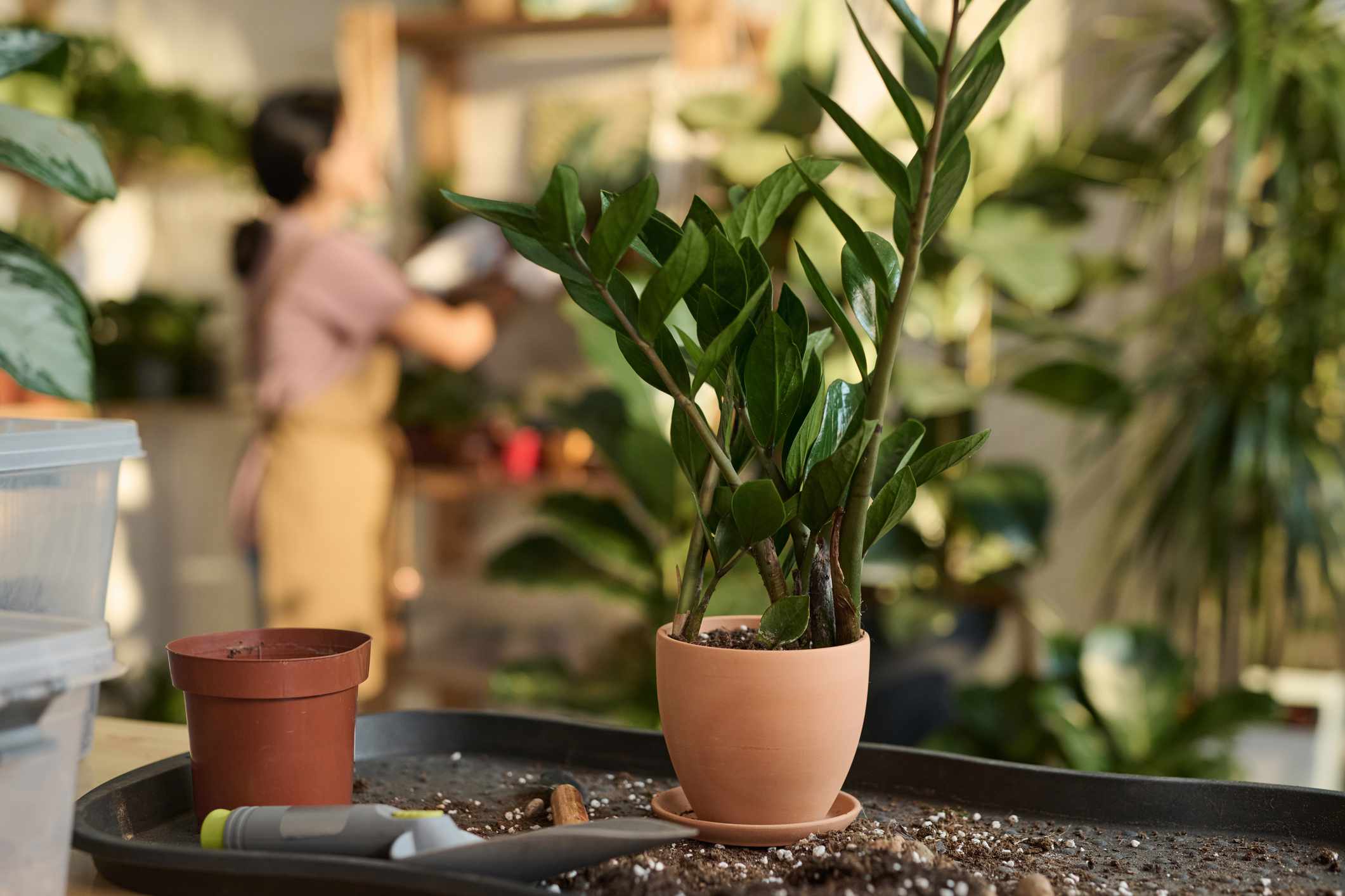 Nếu không thay chậu đúng thời điểm, cây kim tiền dễ bị chậm phát triển 