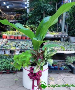Cây đại phú gia tượng trưng cho sự thịnh vượng, tài lộc và quyền uy
