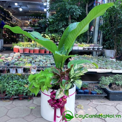 Cây đại phú gia tượng trưng cho sự thịnh vượng, tài lộc và quyền uy