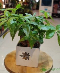 Cây Kim Ngân biểu trưng cho giàu sang, thịnh vượng