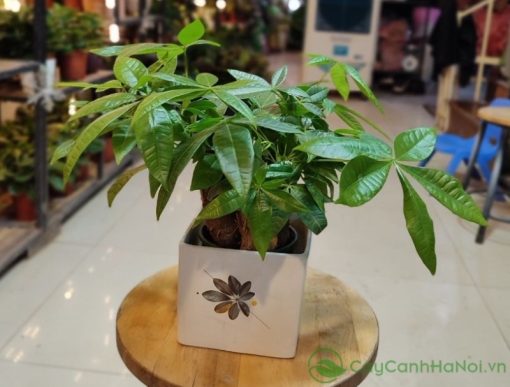 Cây Kim Ngân biểu trưng cho giàu sang, thịnh vượng