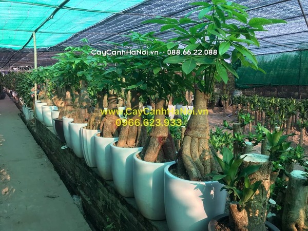Mẫu cây kim ngân ông cụ thích hợp làm quà tặng sinh nhật người lớn tuổi