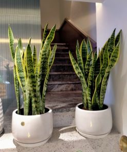 Cây lưỡi hổ có khả năng sống sót trong điều kiện khắc nghiệt nhất