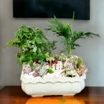 Mùi hương đặc trưng của cây ngũ gia bì giúp đuổi muỗi và các loại côn trùng