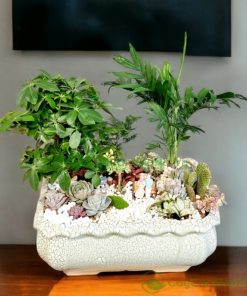 Mùi hương đặc trưng của cây ngũ gia bì giúp đuổi muỗi và các loại côn trùng