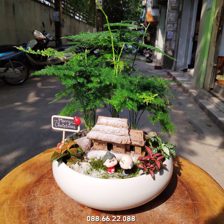 Mẫu cây thuỷ tùng tiểu cảnh đẹp mắt, ý nghĩa