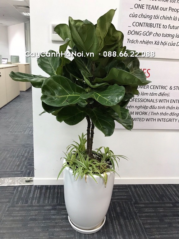Mẫu cây bàng Singapore mang ý nghĩa vững chắc, kiên cường