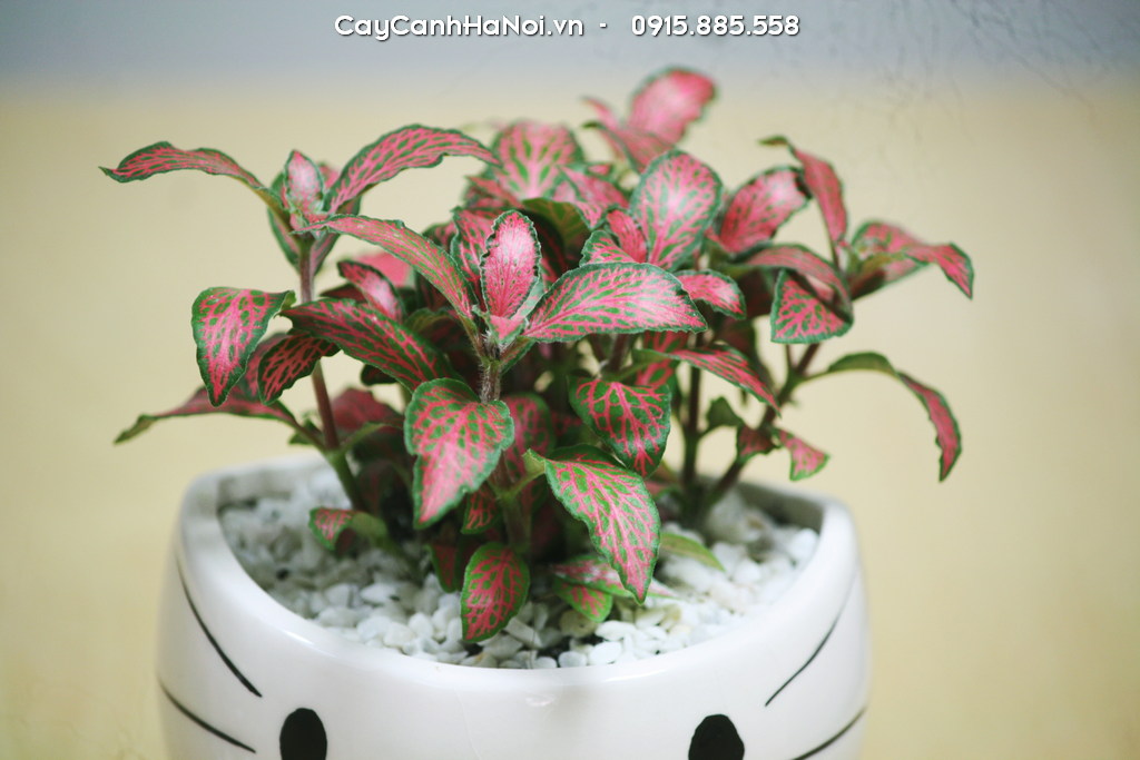 Mẫu cây cẩm nhung tiểu cảnh mini trẻ trung, đáng yêu