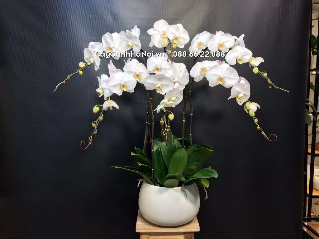 Lan hồ điệp có thể nở hoa kéo dài từ vài tuần đến vài tháng