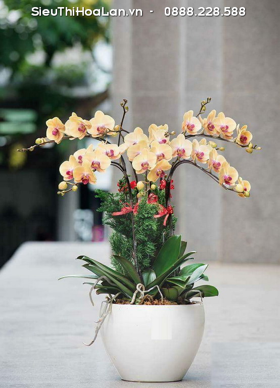Mẫu lan hồ điệp phù hợp làm cây tặng sinh nhật với ý nghĩa may mắn và thành công