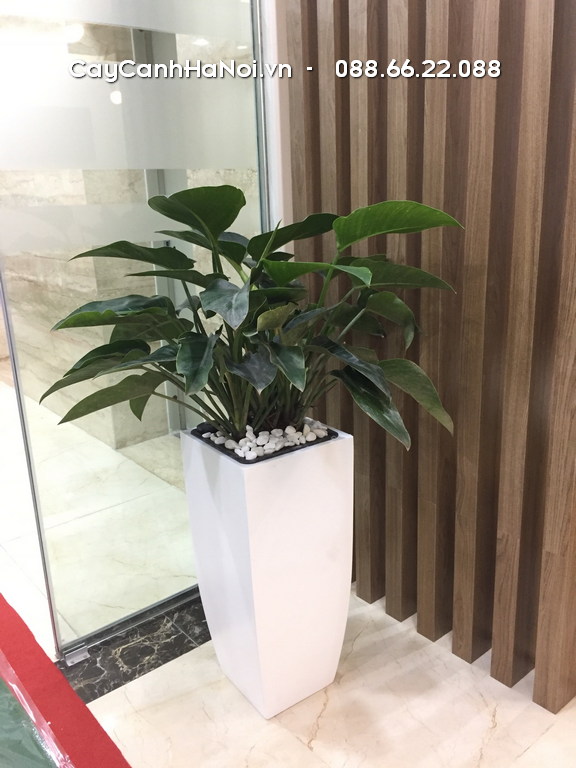 Mẫu cây trầu bà đế vương tượng trưng cho sự giàu sang, quyền lực