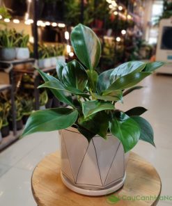 Cây Trầu Bà Đế Vương thể hiện quyền lực