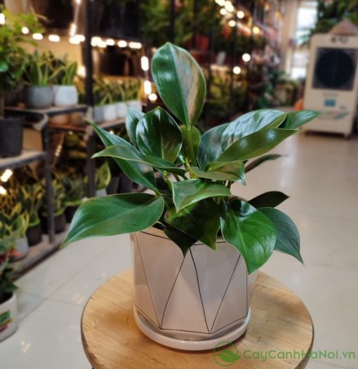 Cây Trầu Bà Đế Vương thể hiện quyền lực