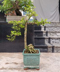 Bán cây duối bonsai mini để bàn đẹp