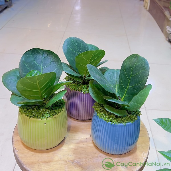 Mẫu cây bàng Singapore mang ý nghĩa vững chắc, kiên cường