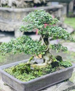 bonsai duối đẹp trưng bày sân vườn