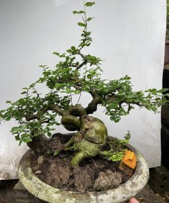 Cách chăm sóc cây duối bonsai