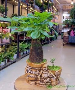 Có thể dựa vào ý nghĩa của cây để chọn sao cho phù hợp