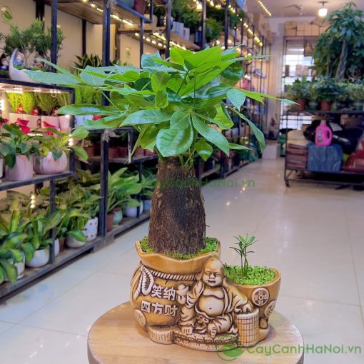 Có thể dựa vào ý nghĩa của cây để chọn sao cho phù hợp