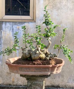 Cách uốn thế tạo dáng cây bonsai duối
