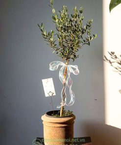 Cây OLive làm quà tặng cao cấp