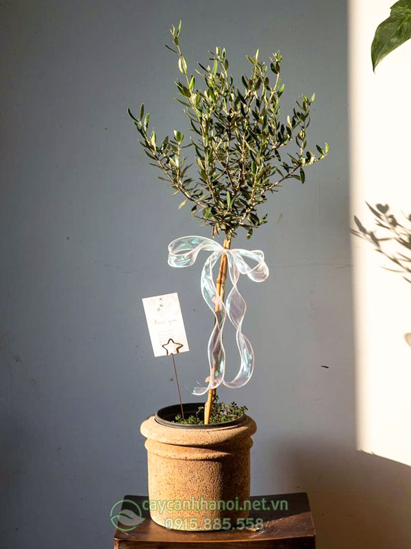 Cây OLive làm quà tặng cao cấp