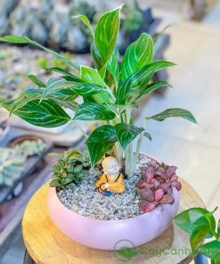 Cây bạch mã hoàng tử thích nghi tốt với điều kiện ánh sáng trong nhà