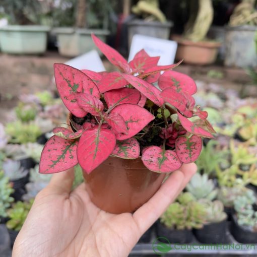 Đặt chậu cẩm nhung trên bàn tạo cảm hứng và năng lượng tích cực