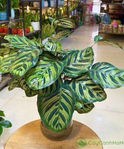 Cây Cảnh Hà Nội luôn sẵn sàng tư vấn tận tâm để bạn chọn được cây ưng ý
