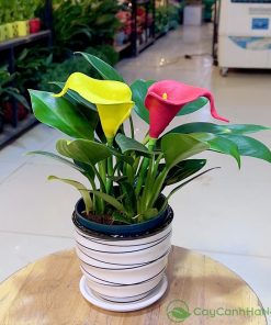 Cây Cảnh Hà Nội luôn đảm bảo cung cấp những giống cây khỏe mạnh