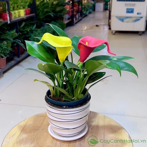 Cây Cảnh Hà Nội luôn đảm bảo cung cấp những giống cây khỏe mạnh
