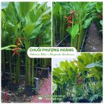 Cây chuối phượng hoàng (chuối thiên hoàng)