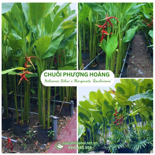 Cây chuối phượng hoàng (chuối thiên hoàng)
