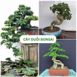Cây Duối Bonsai