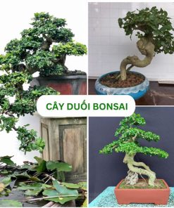 Cây duối bonsai