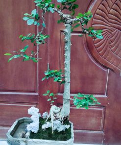 Cây duối bonsai dáng trực đẹp