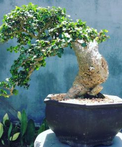 bonsai duối làm quà tặng ý nghĩa