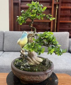 Cây duối bonsai mang đến phong thủy tốt