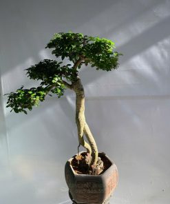 Cây duối bonsai phong thủy