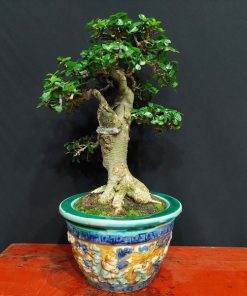 cây duối bonsai trưng bày văn phòng