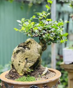 cây duối bonsai nghệ thuật dáng cổ thụ