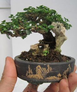 Cây duối mini bonsai đẹp